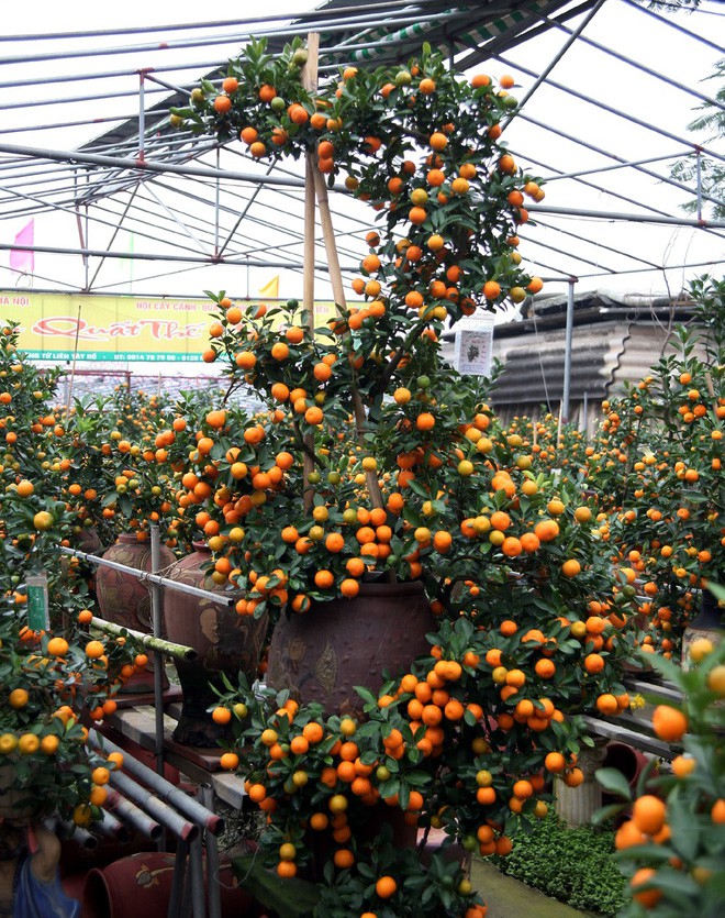 Quất khủng dáng long phụng, không bán chỉ cho thuê giá 50 triệu đồng